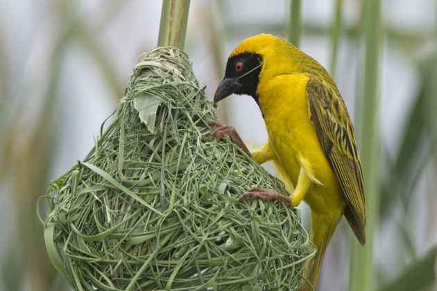 Friday Workshops-Bird sitting on hanging nest