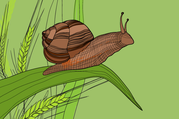 Friday Workshops - Snail on blade of grass